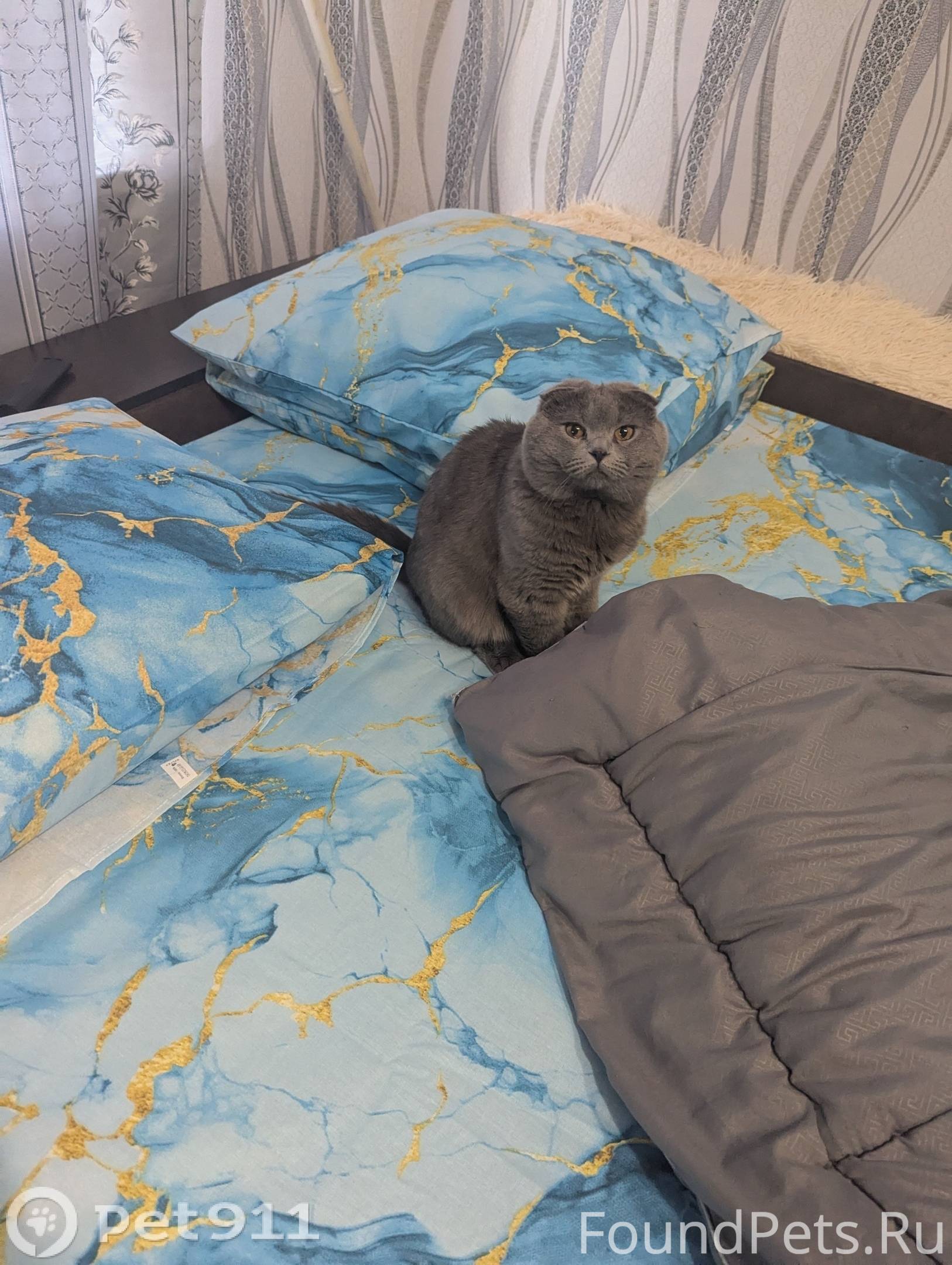 Пропал кот! Волхов! Зовут Серы...