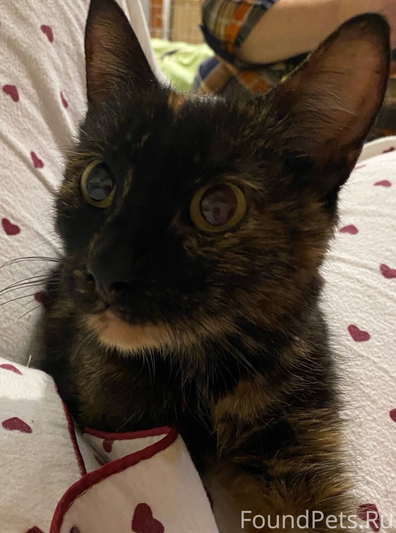 Найдена кошка у "Пятерочки" на...