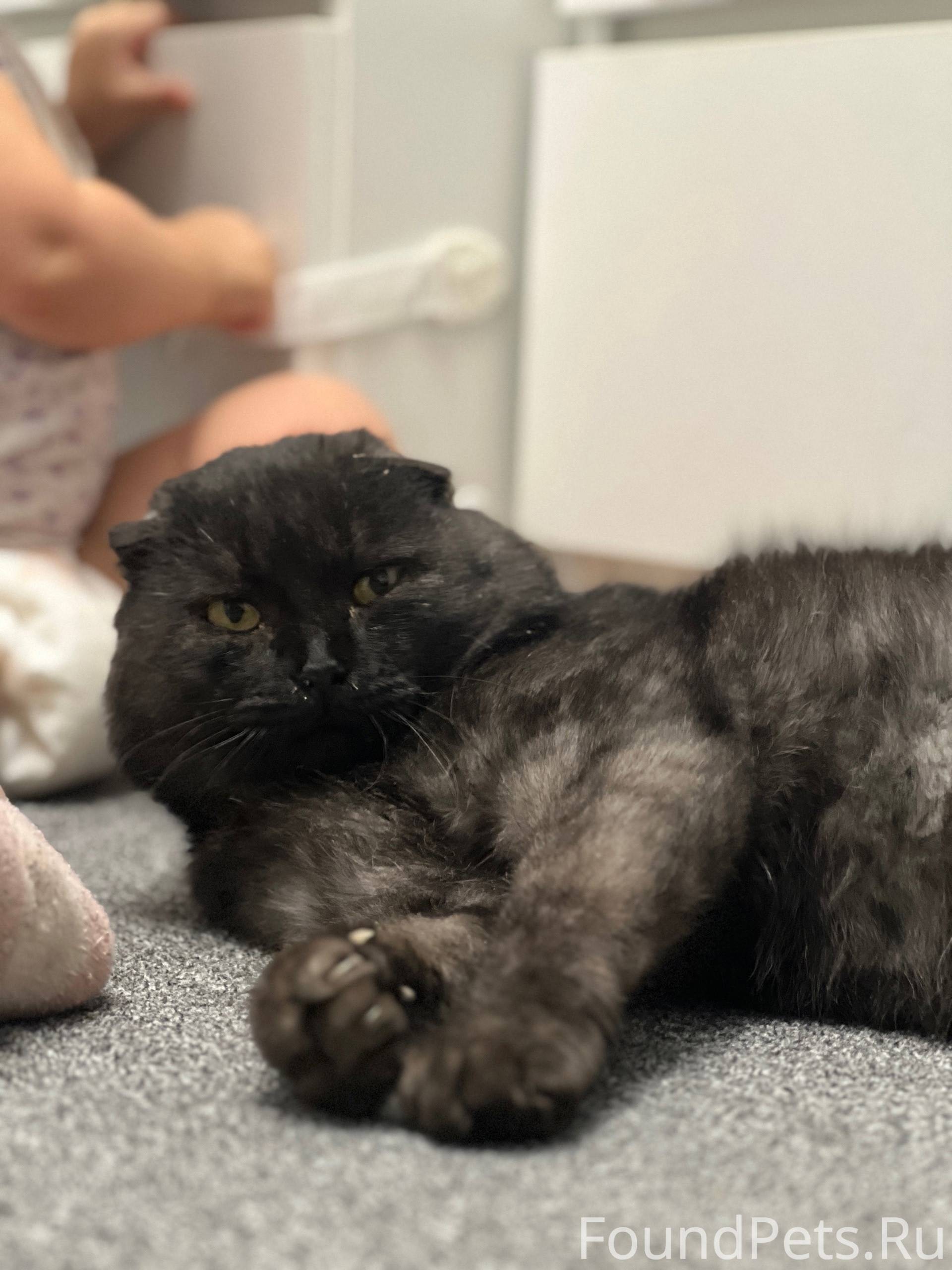 Две.недели.как.этот.котик.появ...