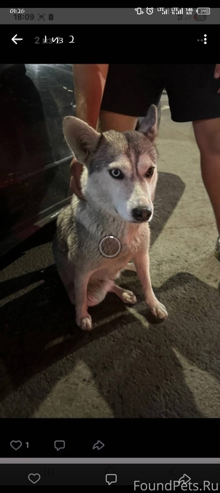 Потерялась собака! Лайка 2.6 г...