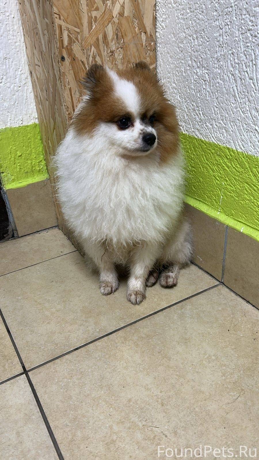 Нашлась собака , мальчик на Зу...