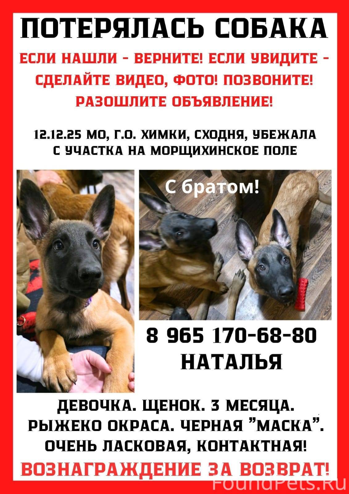 Пропал щенок! Рыжая с черной маской на морде. 