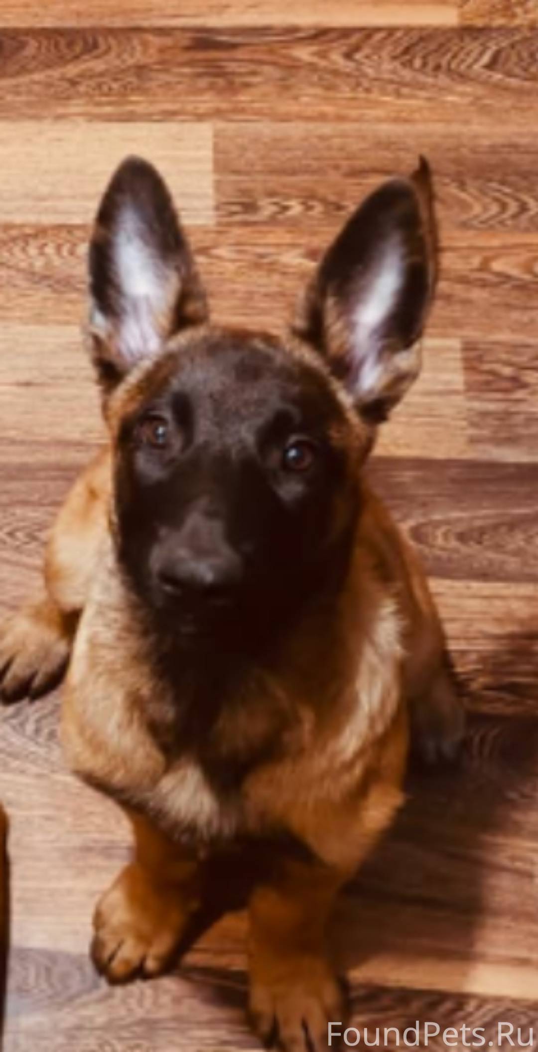 Пропал щенок! Рыжая с черной маской на морде. 