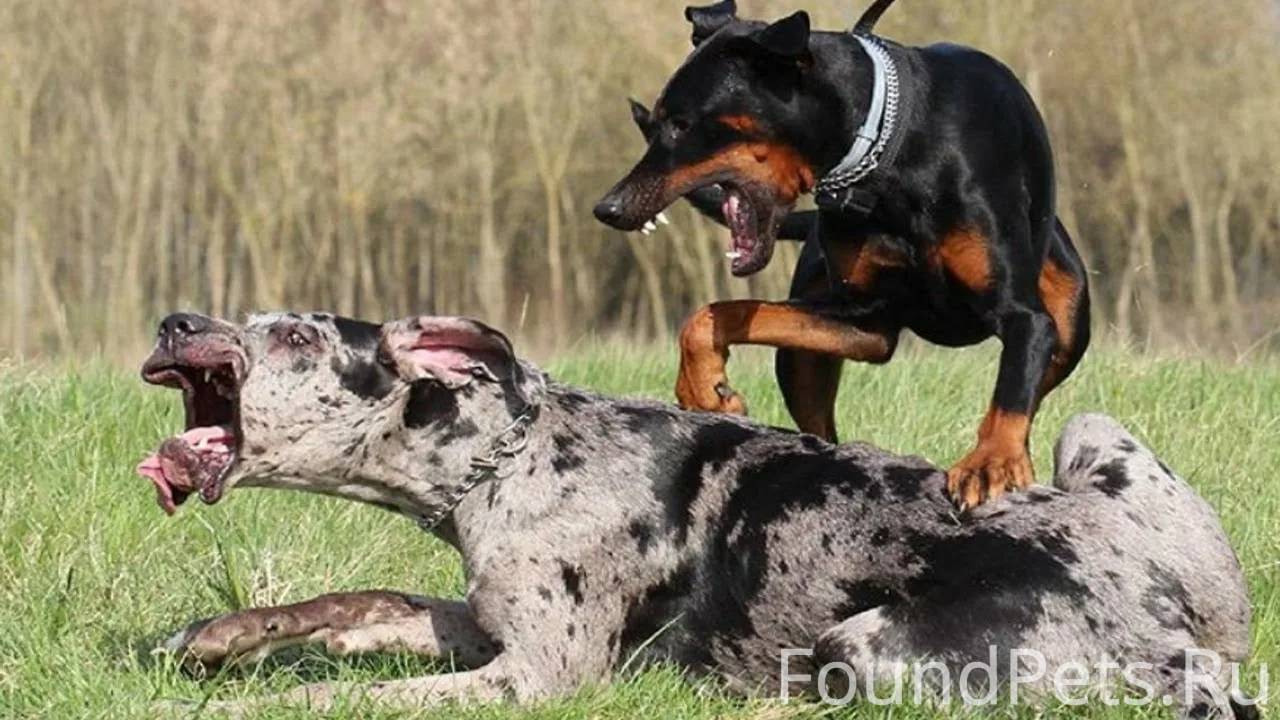 Набросилась без причинное на н...