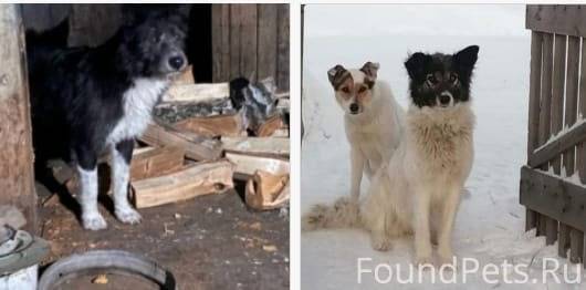 🆘СОБАК ХОТЯТ РАСТРЕЛЯТЬ‼️ПОМОГ...