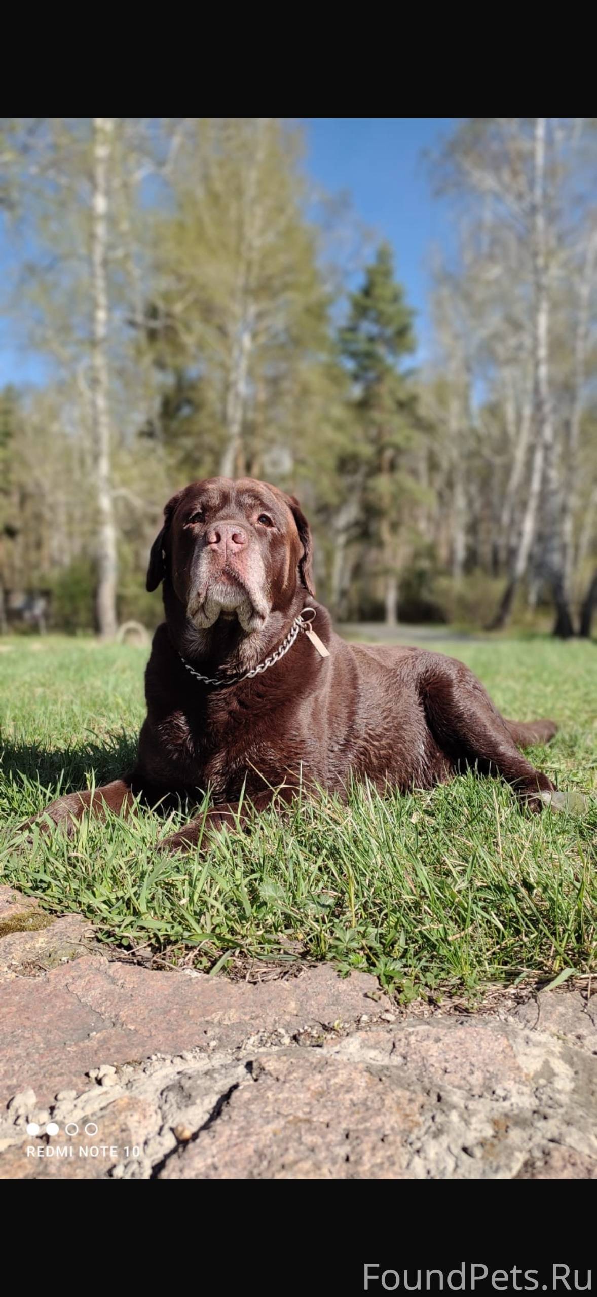 СРОЧНО ‼️ утром потерялся лабр...
