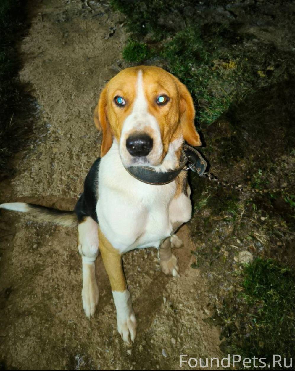 Потерялась собака в районе Пер...