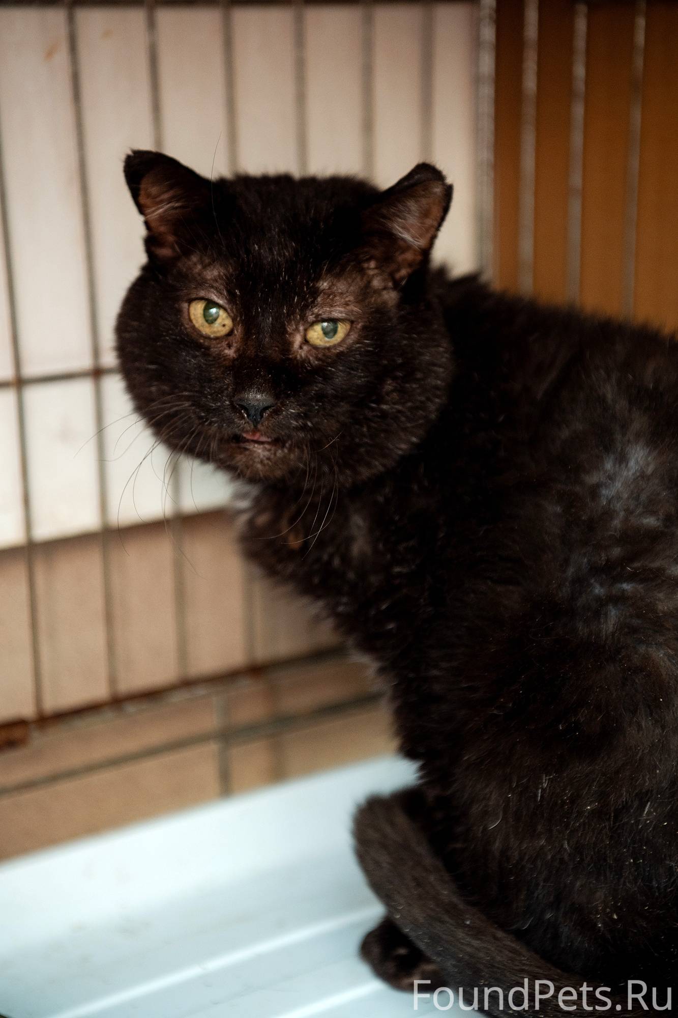 Ищем дом для котика Карла 🧡👅.....