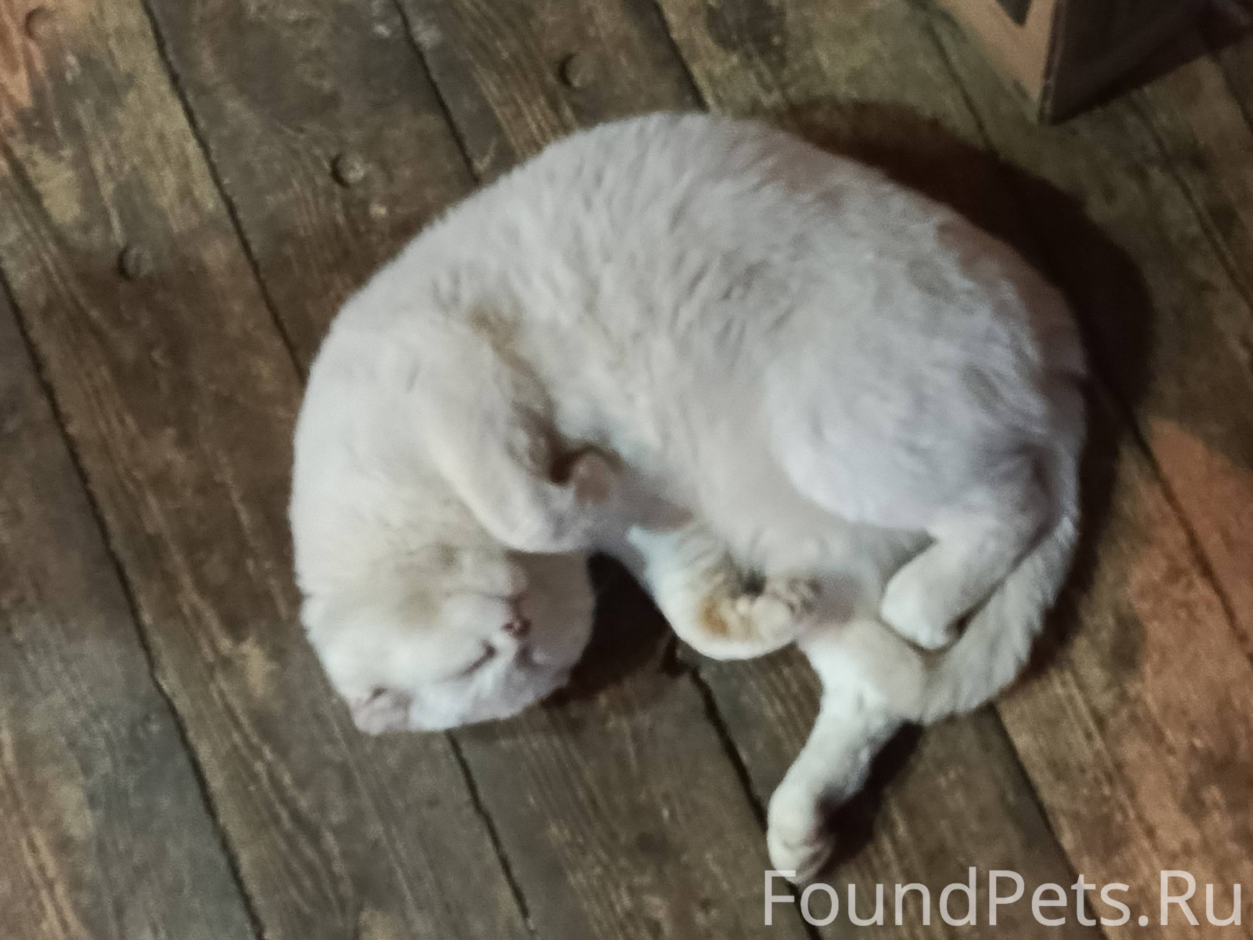 Пропал кот,долго не приходит д...