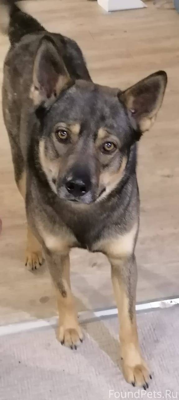 Пропала собака, кобель!