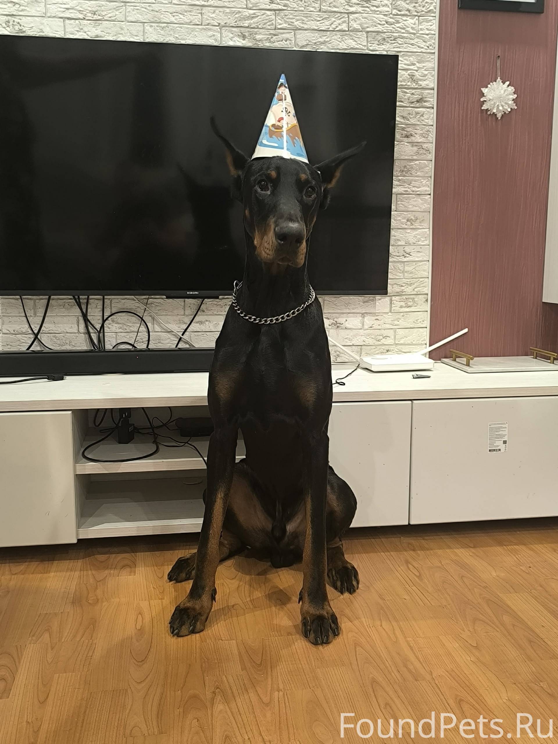 Мурманск. Пропала собака Макси...