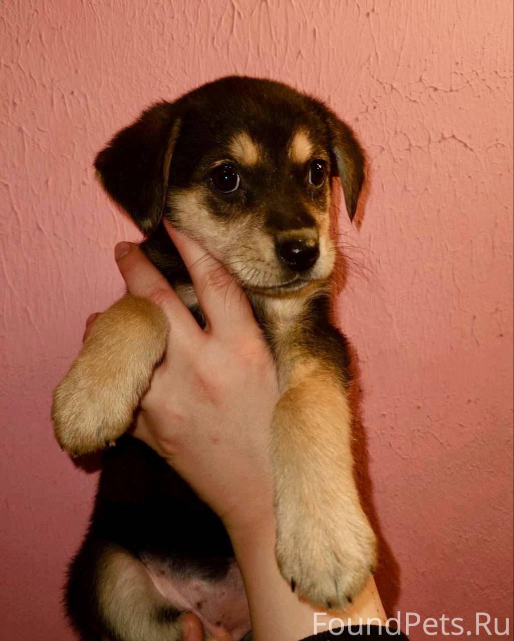 🙏Ищeт дом cпаceнная малышка! С...