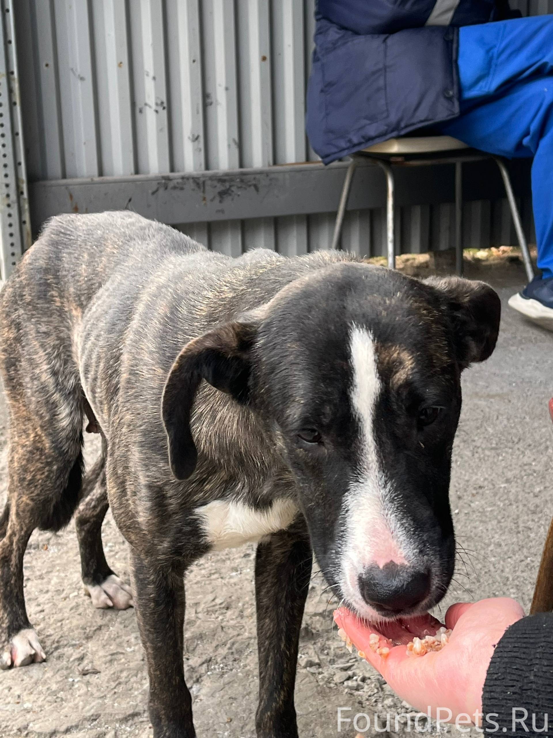 С собачкой мы познакомились, к...