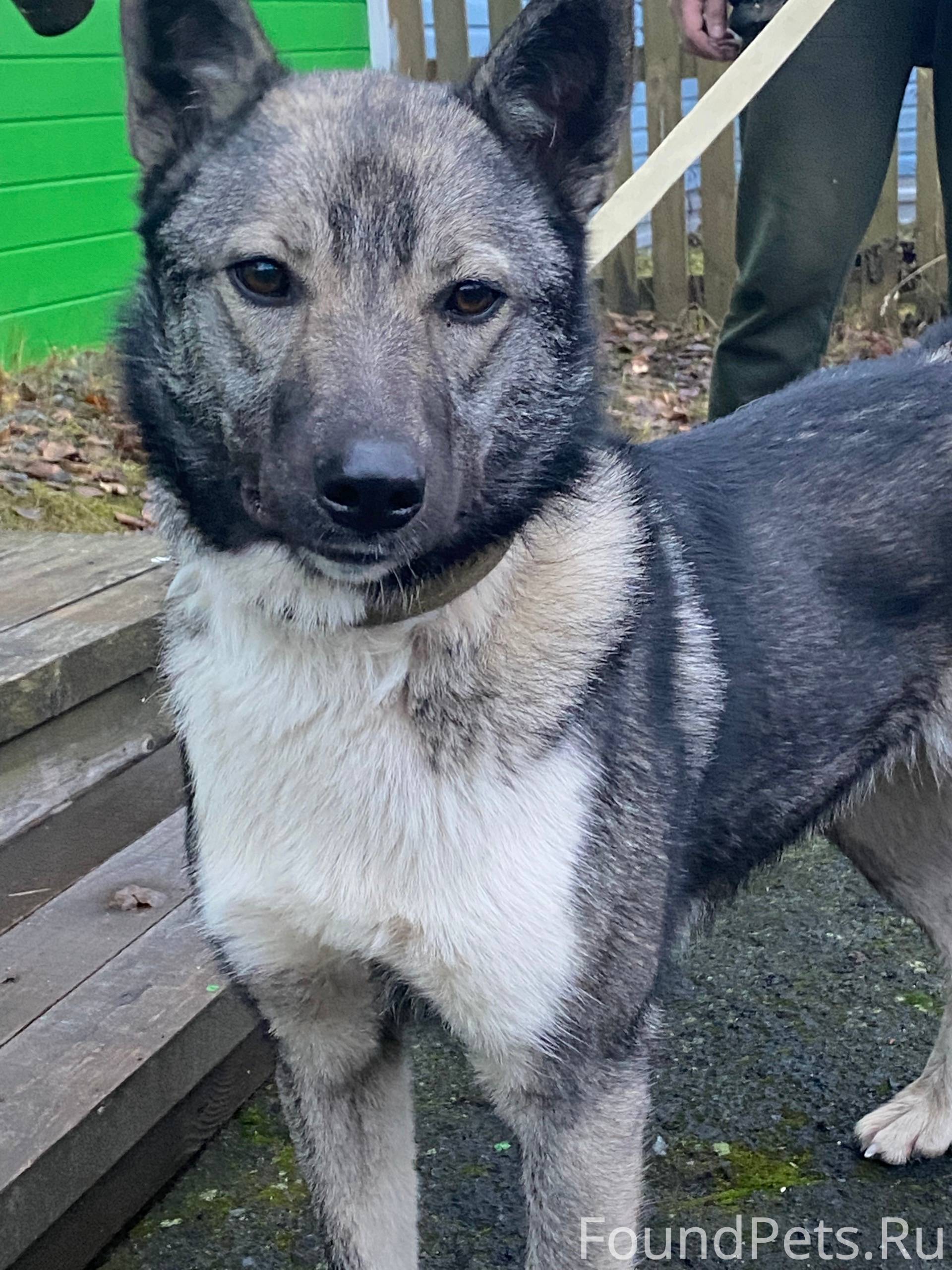 Друзья, прошу РЕПОСТ!🙏 Чуча из...