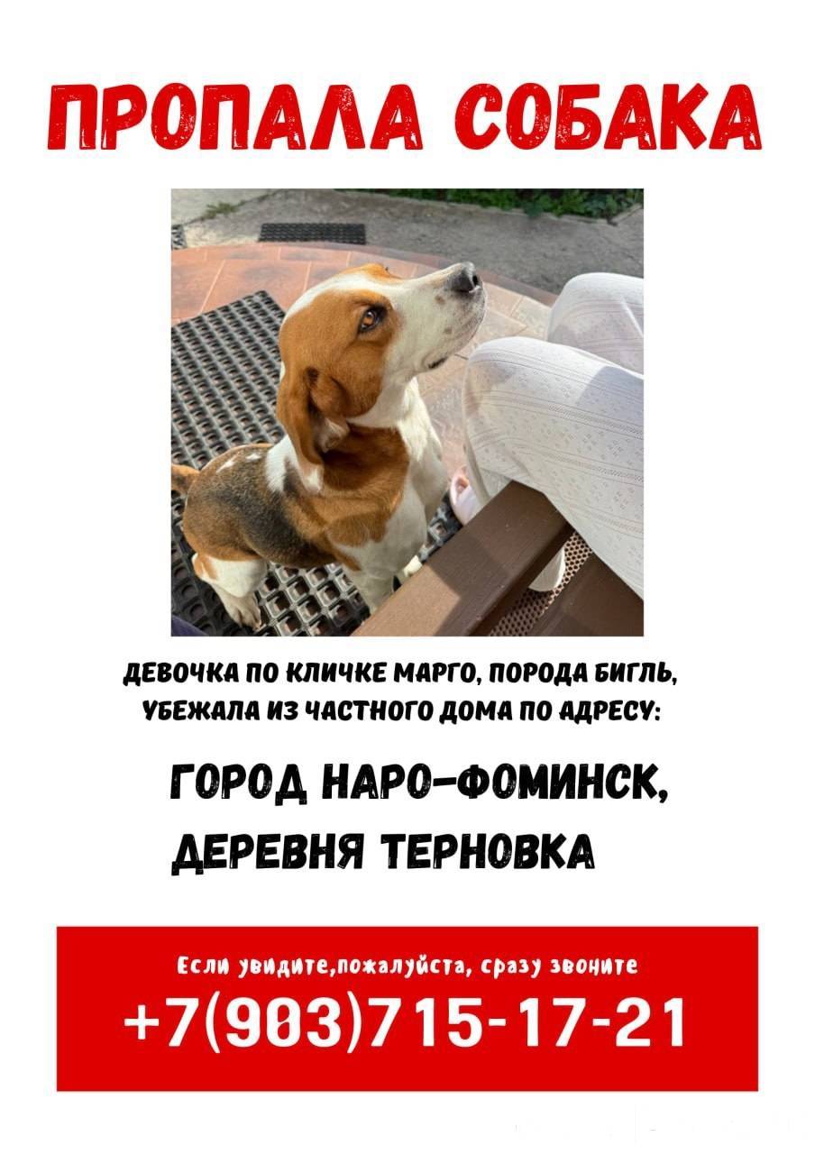 ‼️ПРОПАЛА СОБАКА‼️ Убежала из ...