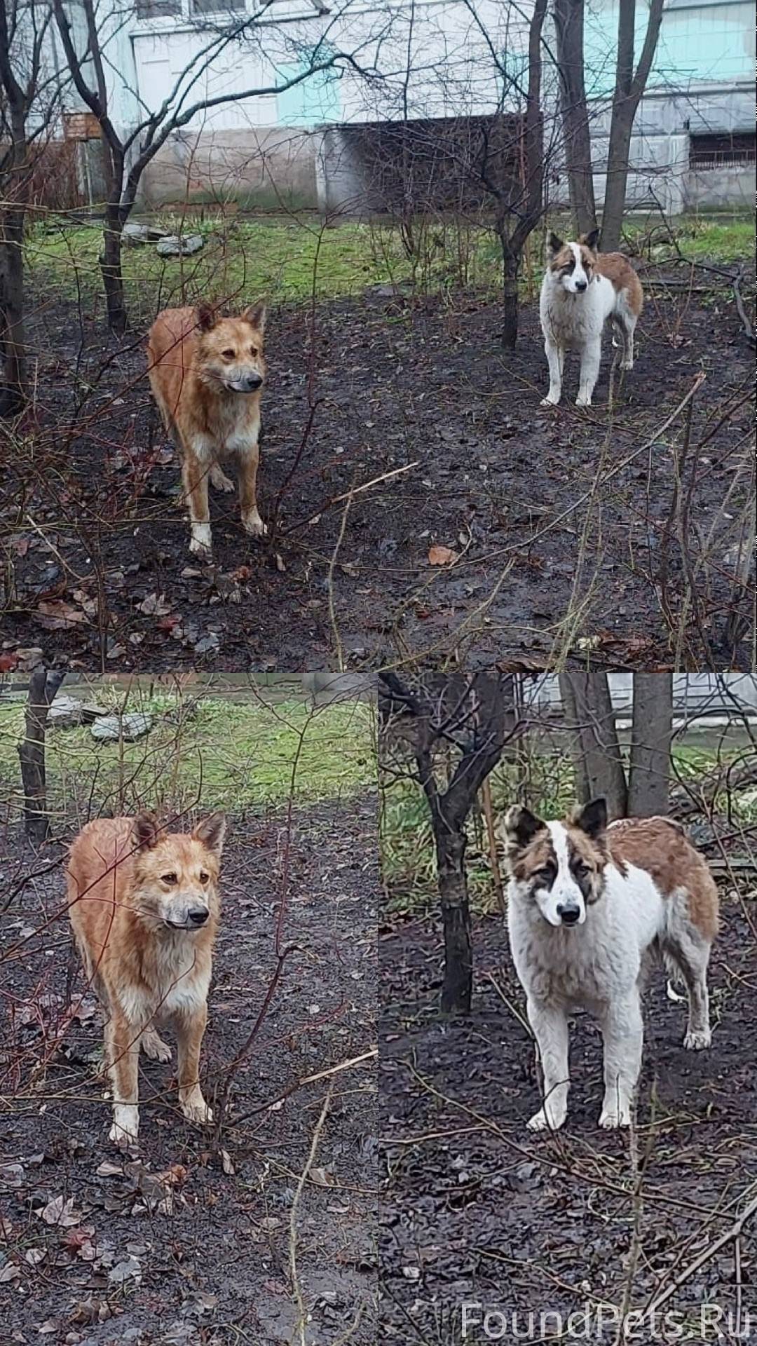 Санкт-Петербург, Шушары. Ищем ...