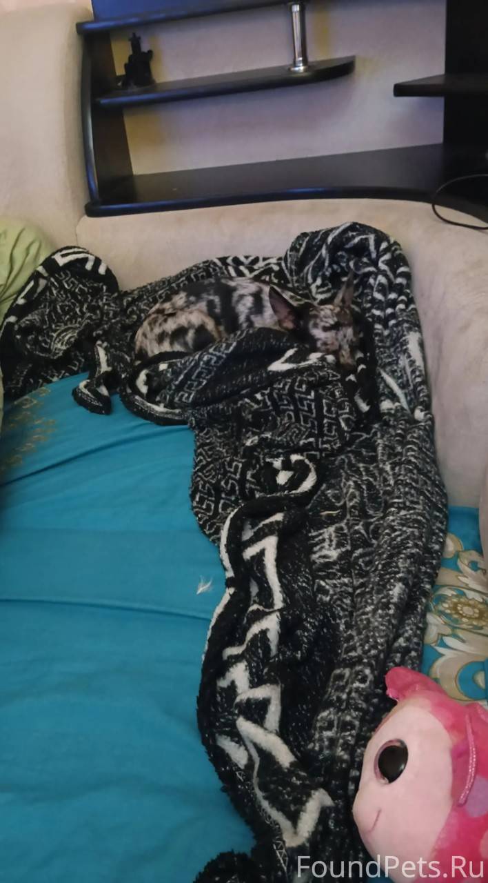 Зарядка для глаз, найдите соба...