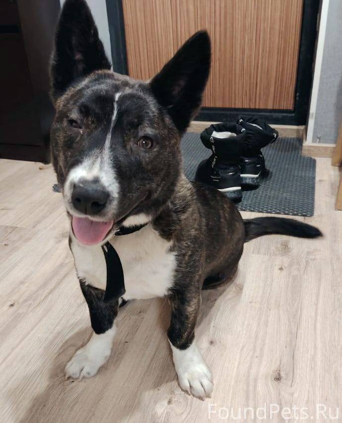 Срочно нужна передержка, курат...