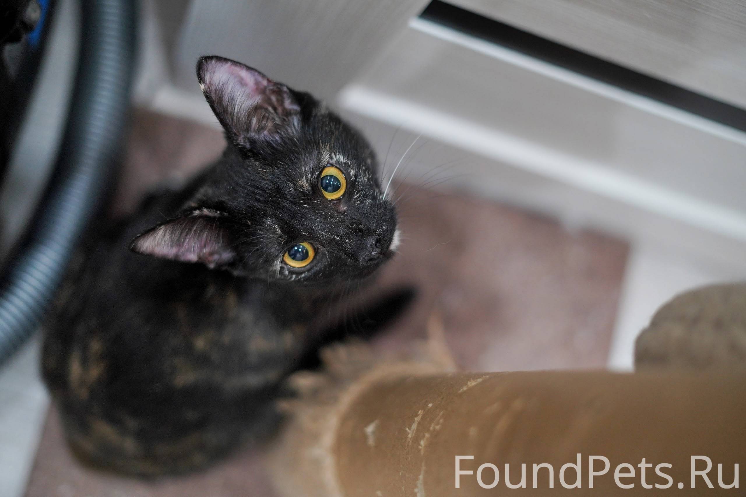 💥🐈🌋💥🐈🌋💥🐈🌋💥🐈🌋💥🐈 В ДОБРЫЕ РУКИ Ф...