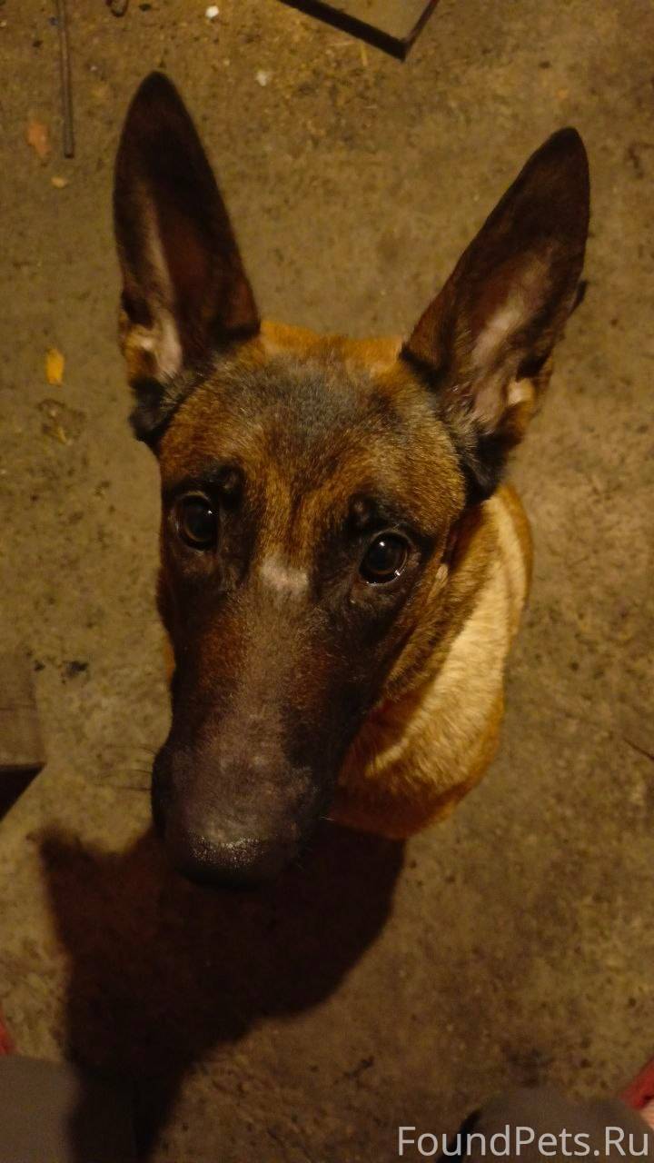 ВНИМАНИЕ,срочный поиск‼️‼️‼️‼️...