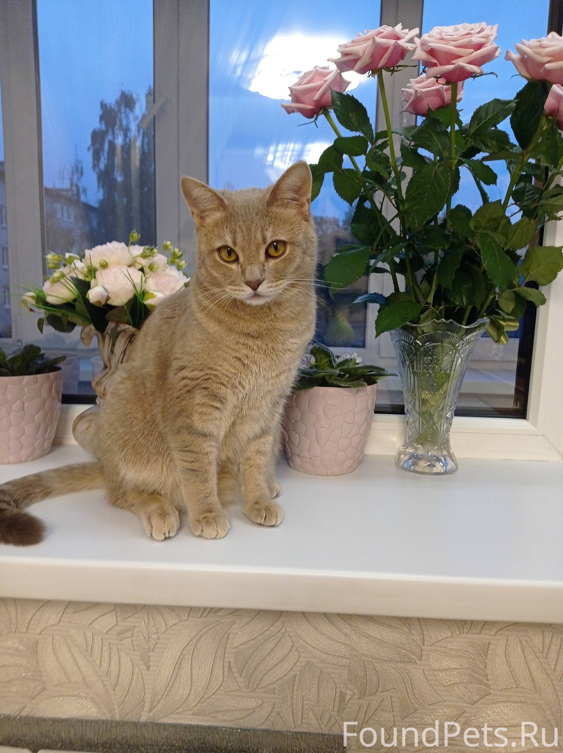 Пропал кот по кличке Тима. Из....