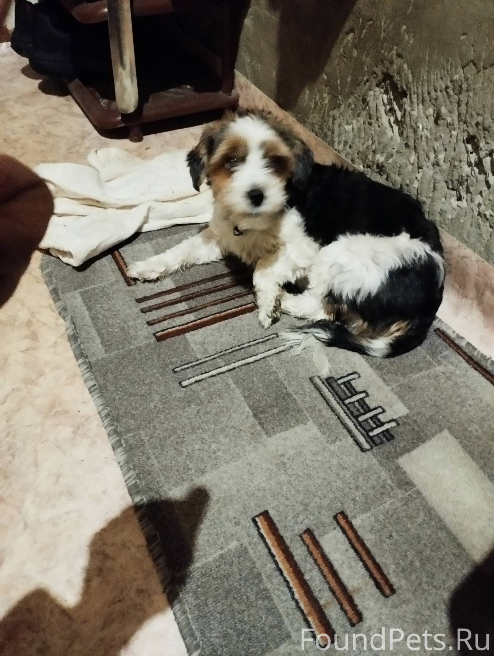 Найдена собака, район кинотеат...