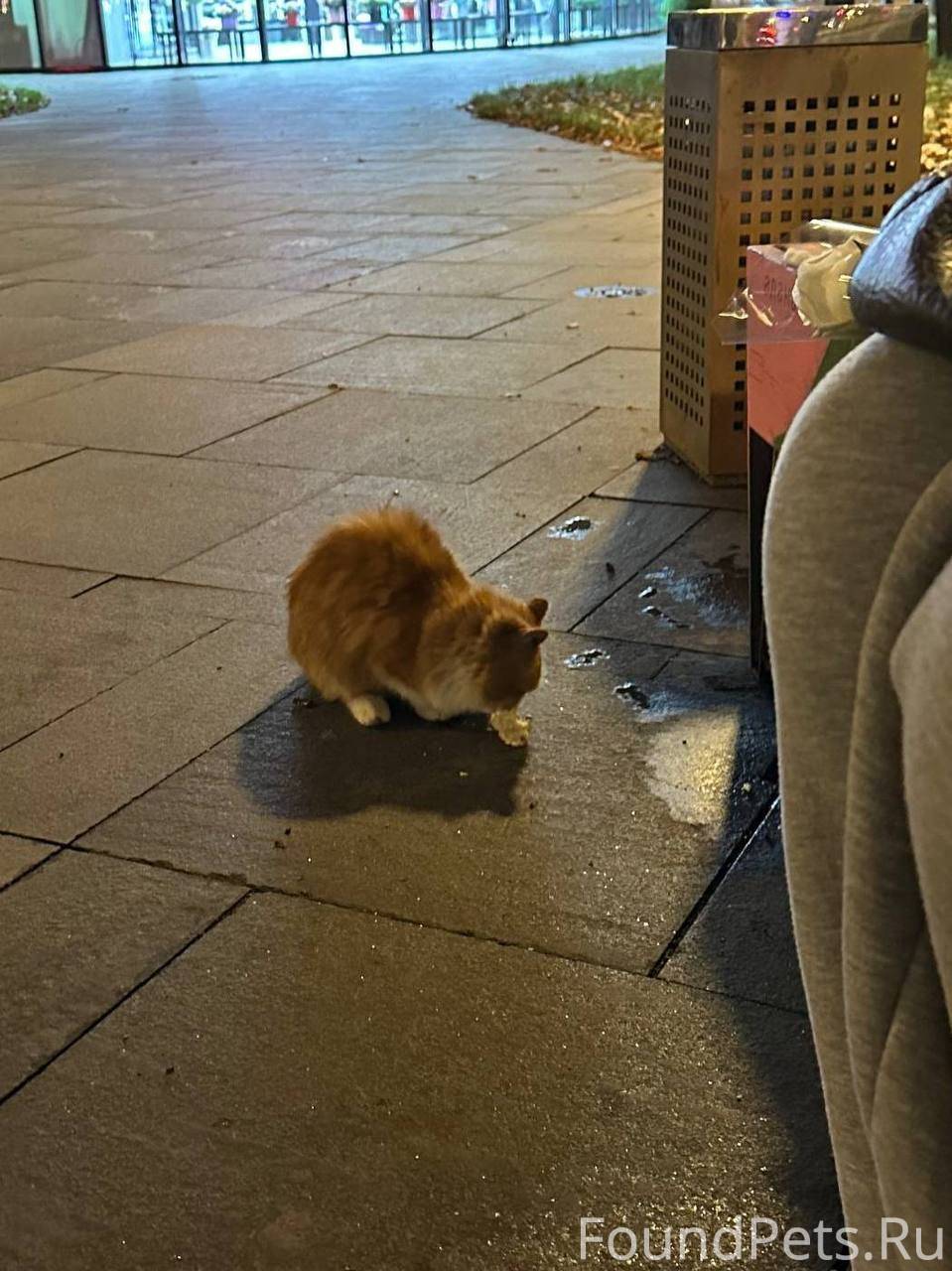 📍Москва В среду был найден кот...