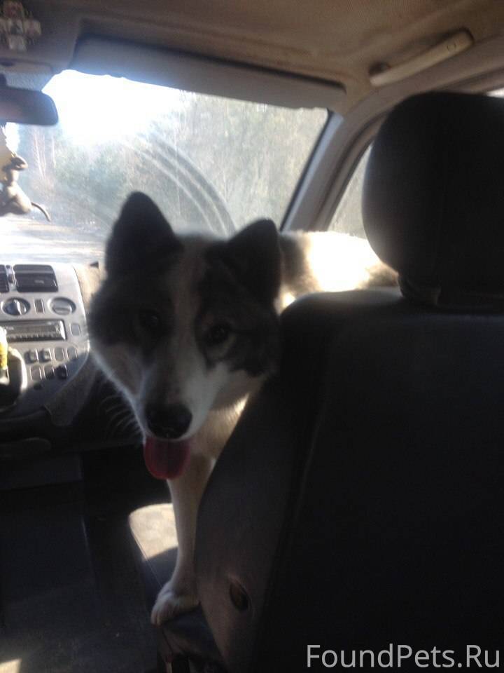 Потерялась собака, лайка, бела...