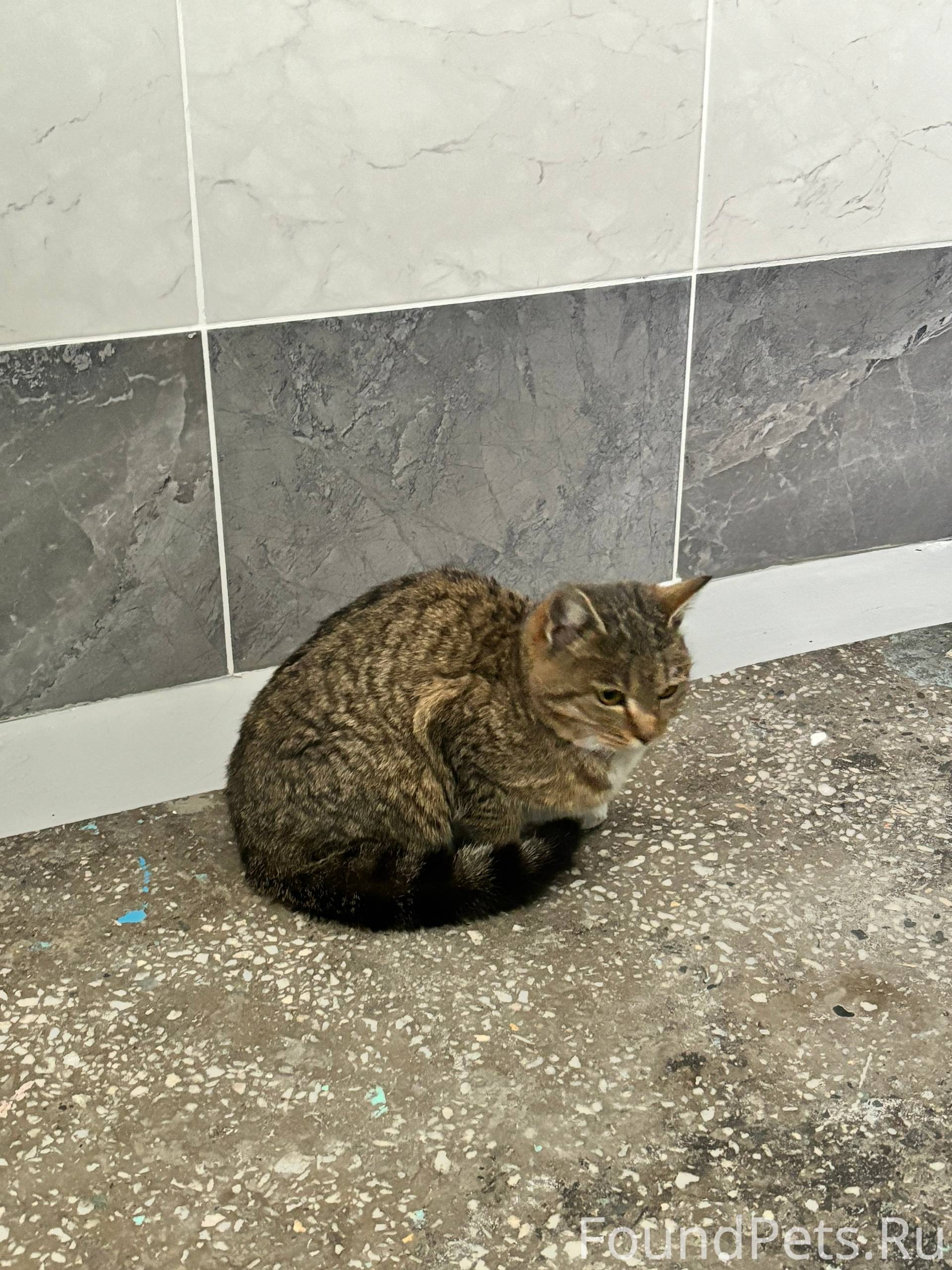 Чей потеряшка? Бегал на улице,...