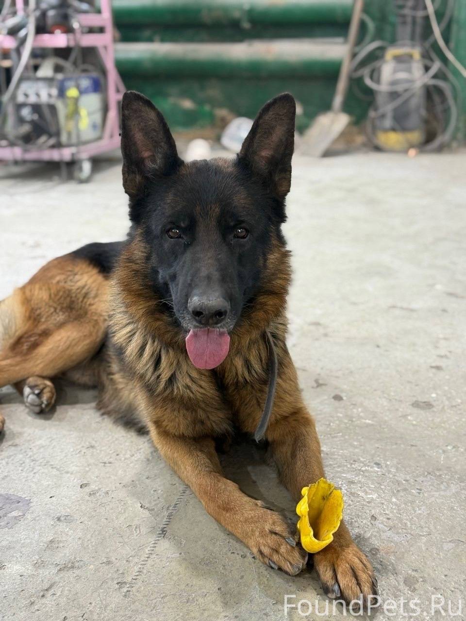 Пропал пёс, немецкая овчарка, ...