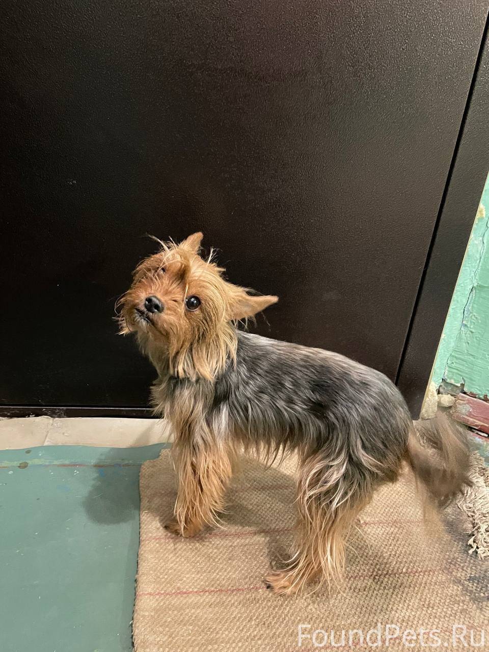 Найдена собака Пол: неизвестно...