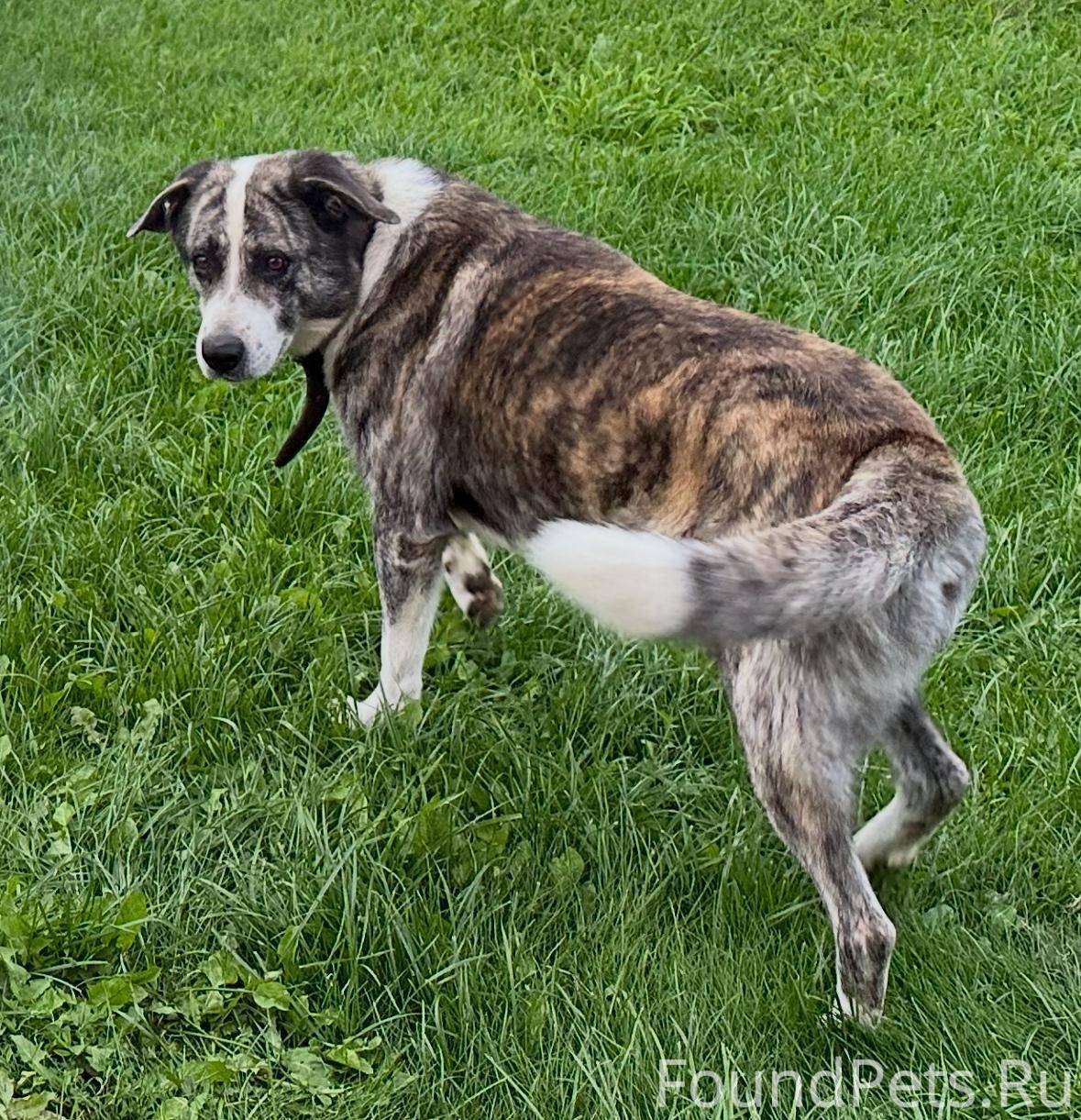 Пропала собака , зовут Джек , ...