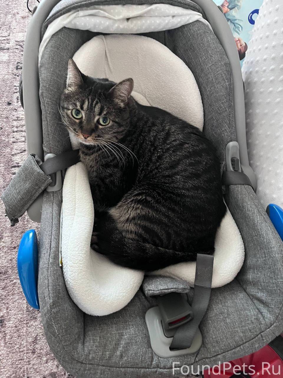 🆘ПОТЕРЯЛСЯ КОТ!!! 🆘 😭😭😭Пожалуй...