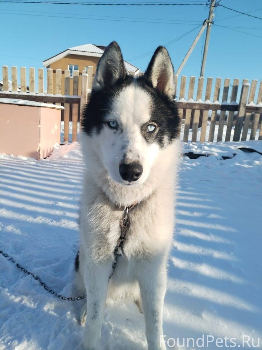 Потерялся пёс❗❗❗ 9 декабря веч...