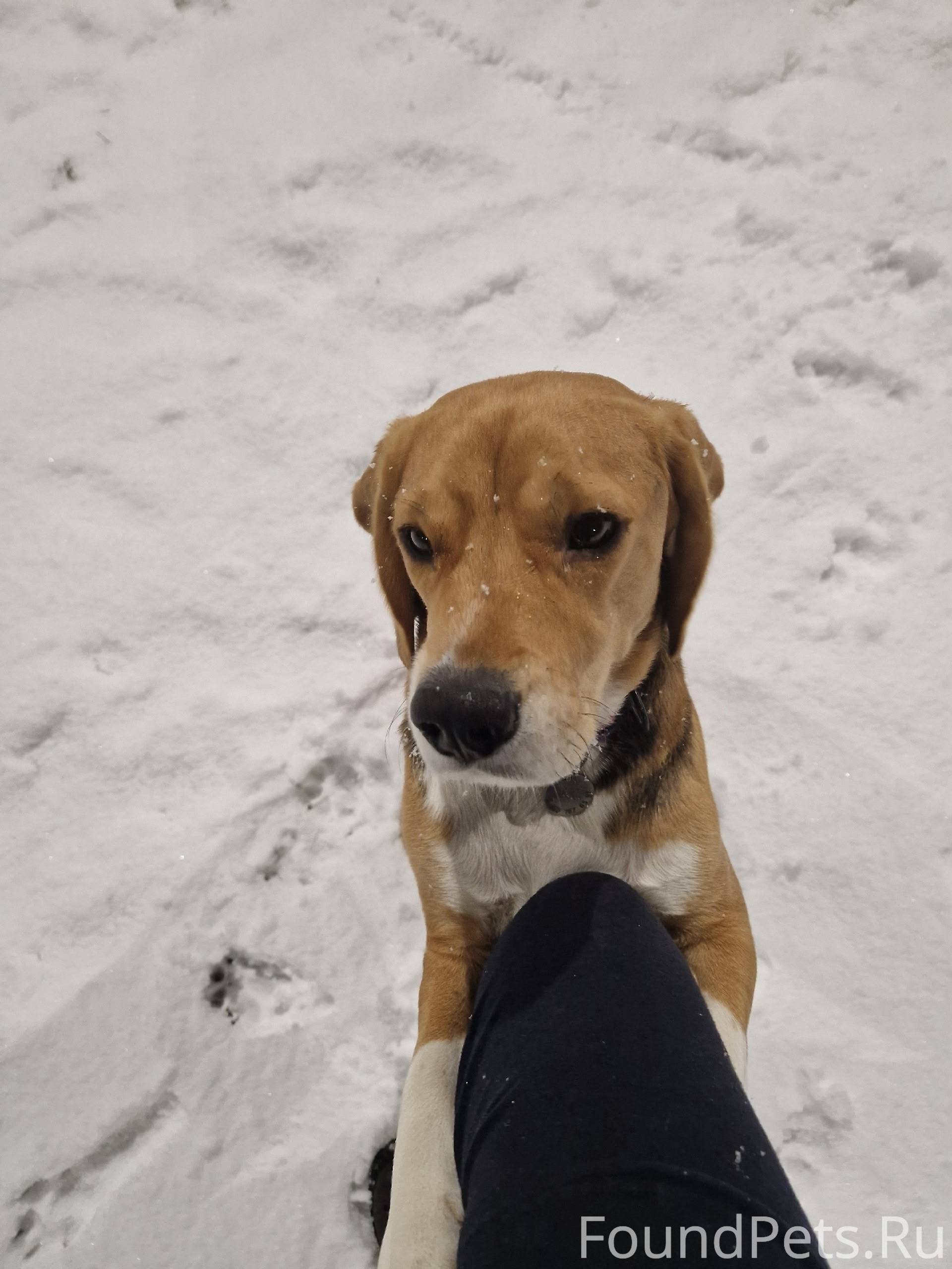 Потерялся бигль, кобель. Нижни...