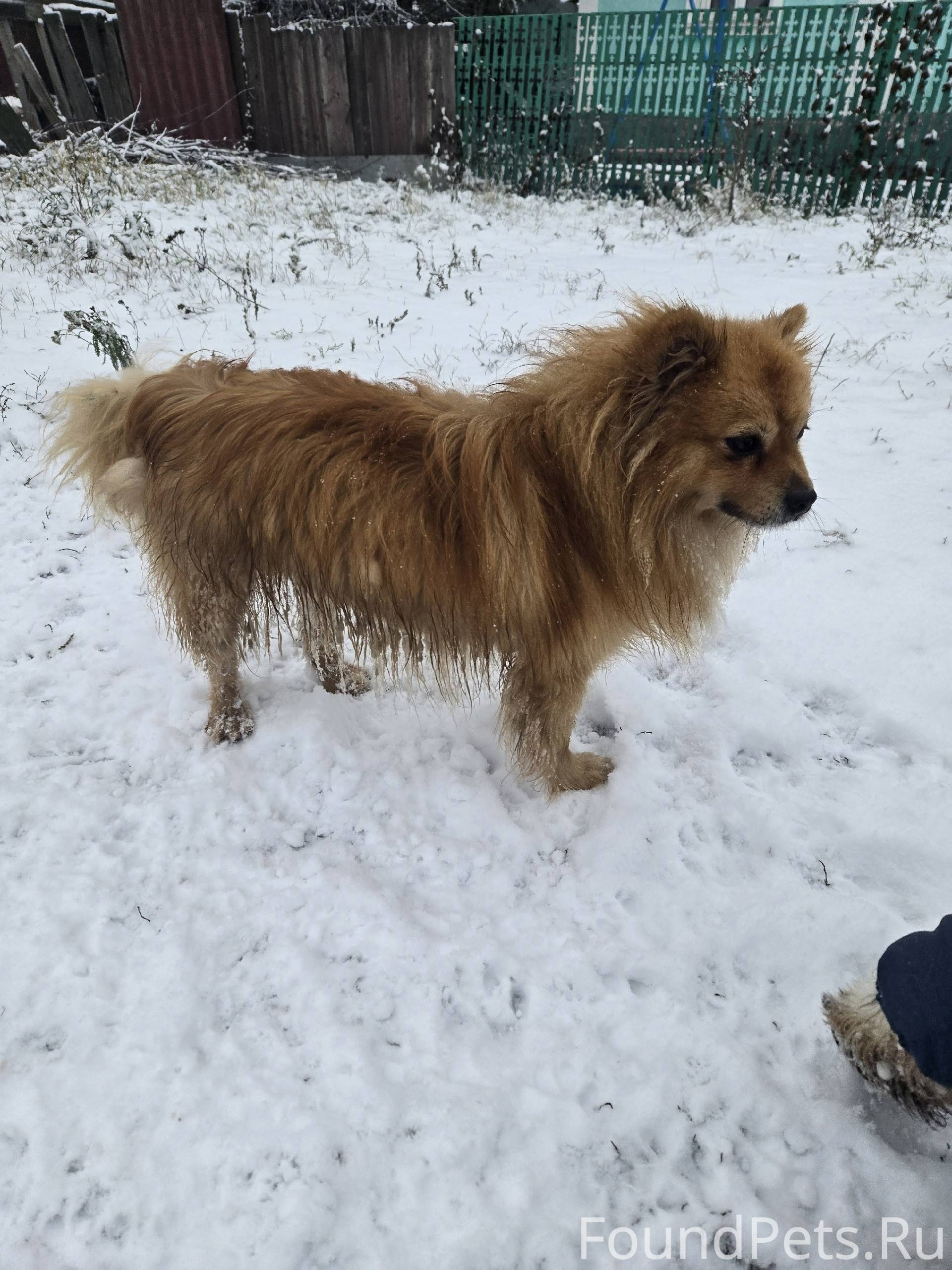 Найден пёс в районе Сырского р...