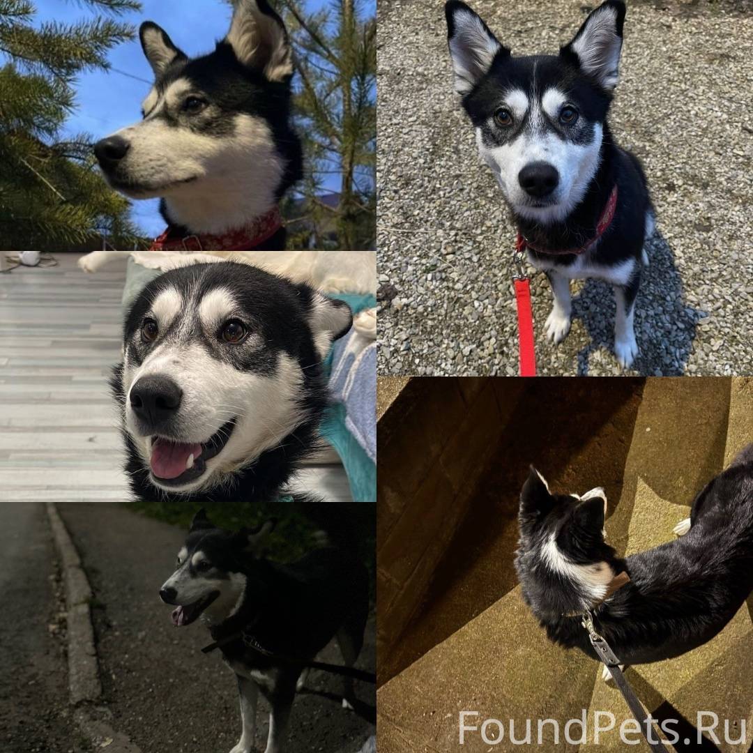 🚨 ПРОПАЛА СОБАКА! ХАСКИ ПО ИМЕ...