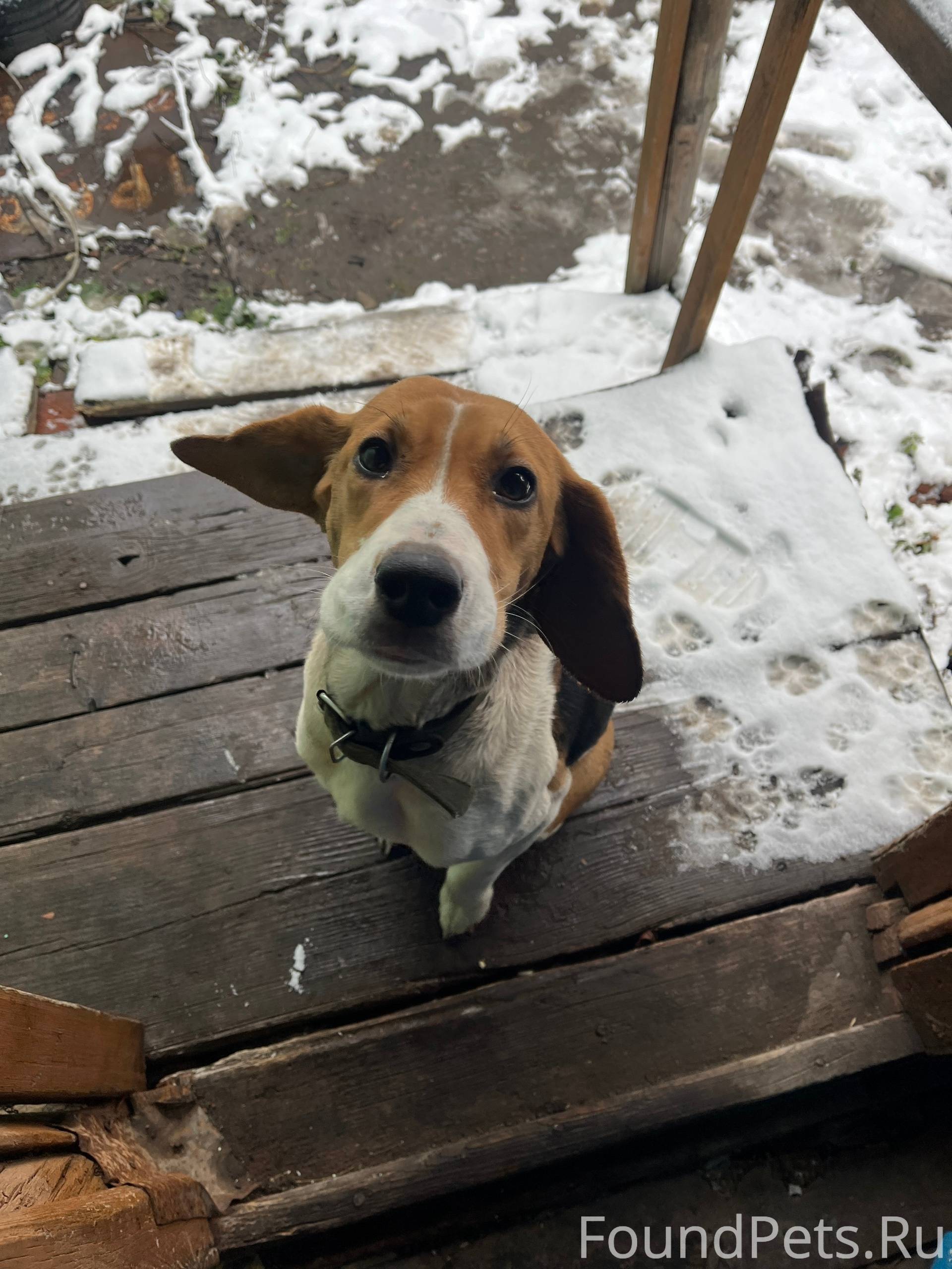 Кто собаку потерял?