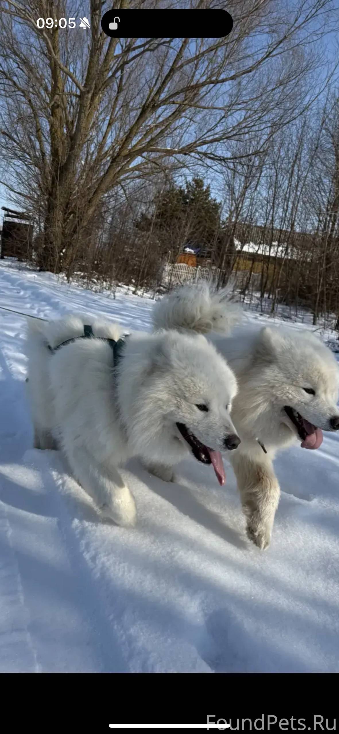 Помогите найти!!! Убежали наши...