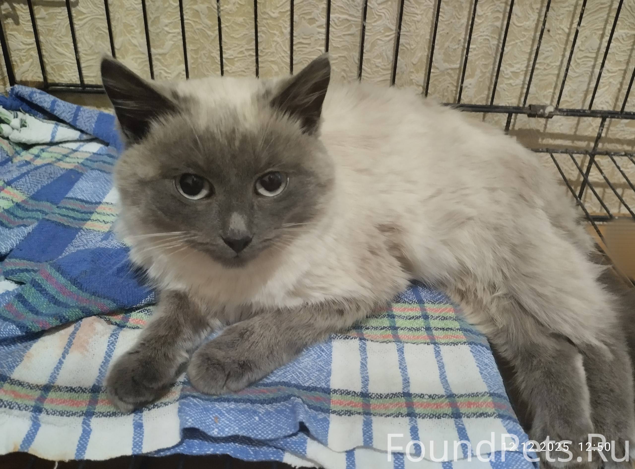 В группе новый котенок - это д...