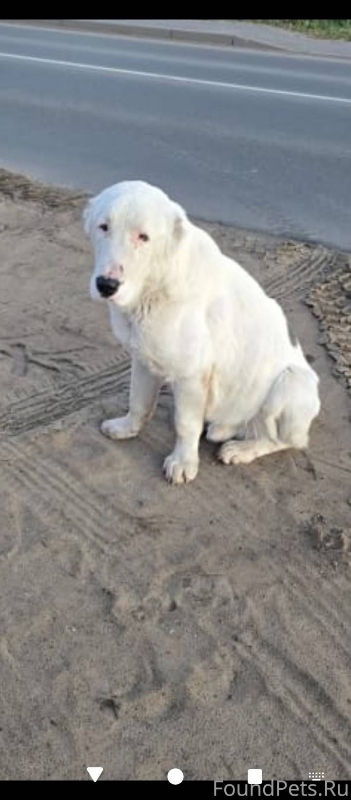 Потерялась собака. И снова Доб...