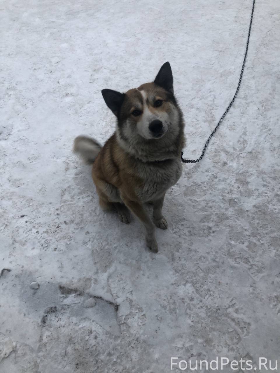 Пропал пёс, посёлок 205, кличк...