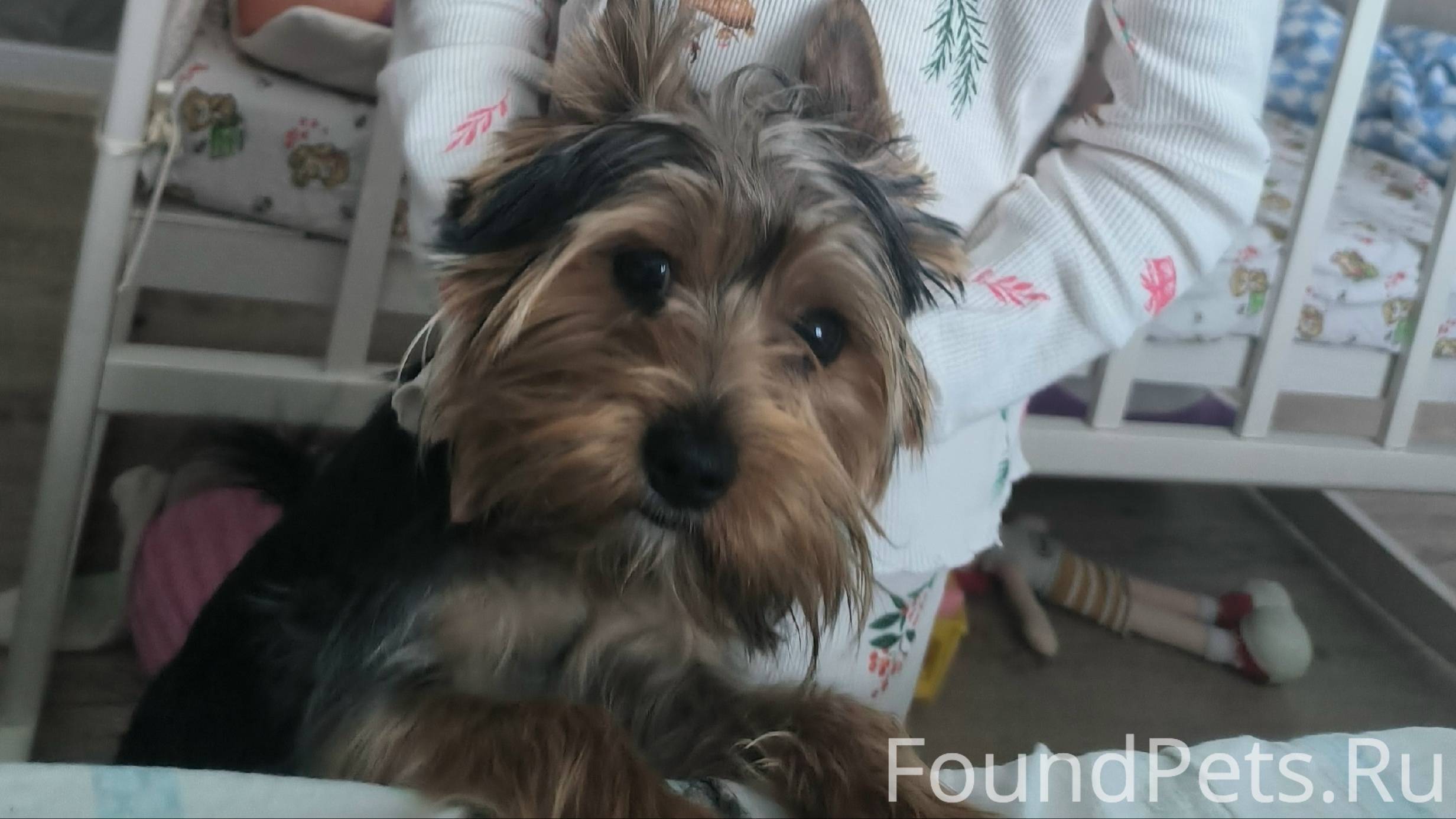 Пропал щенок йорка. Кличка Мик...