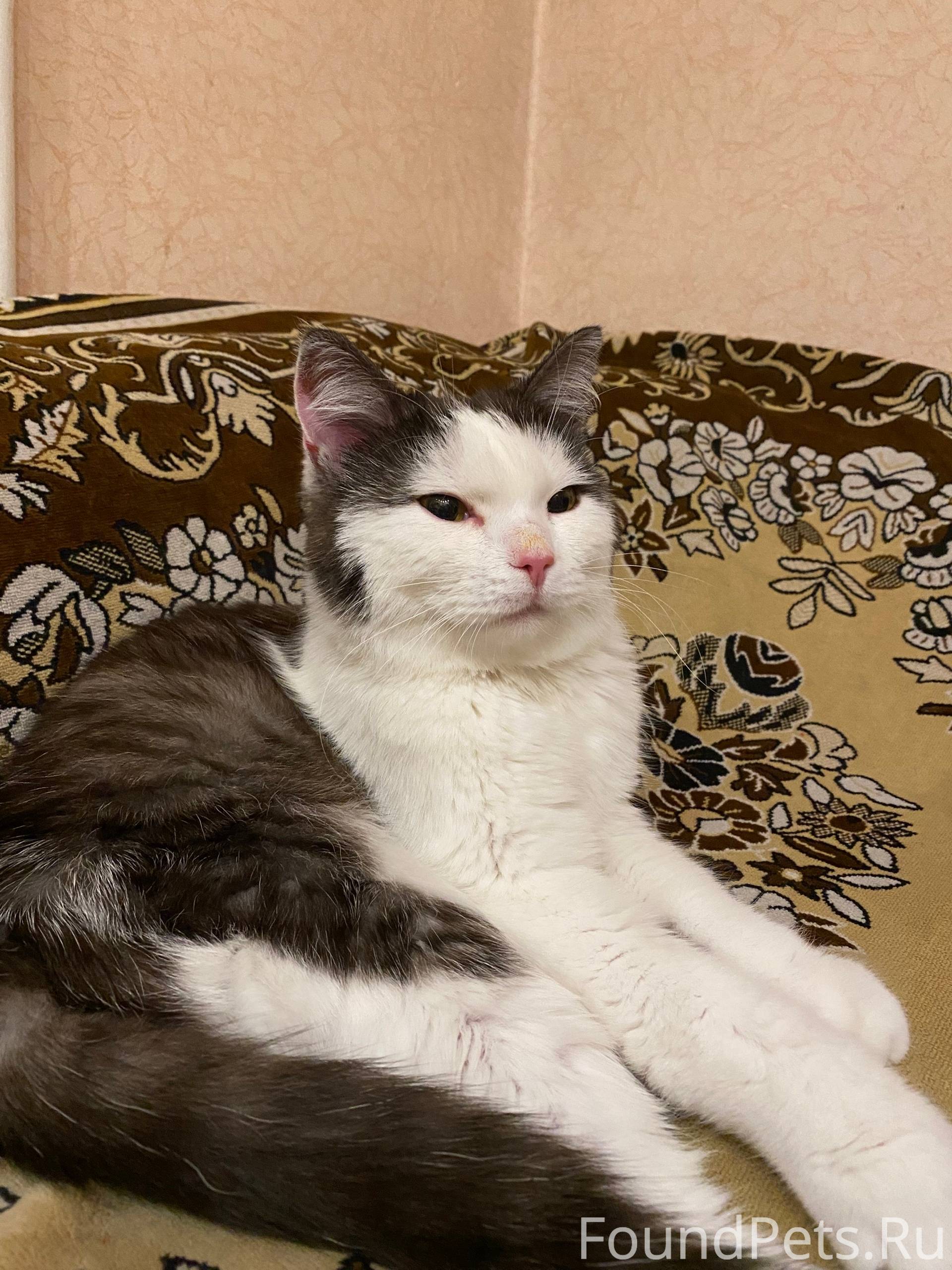 Найден кот,в районе 2-й...