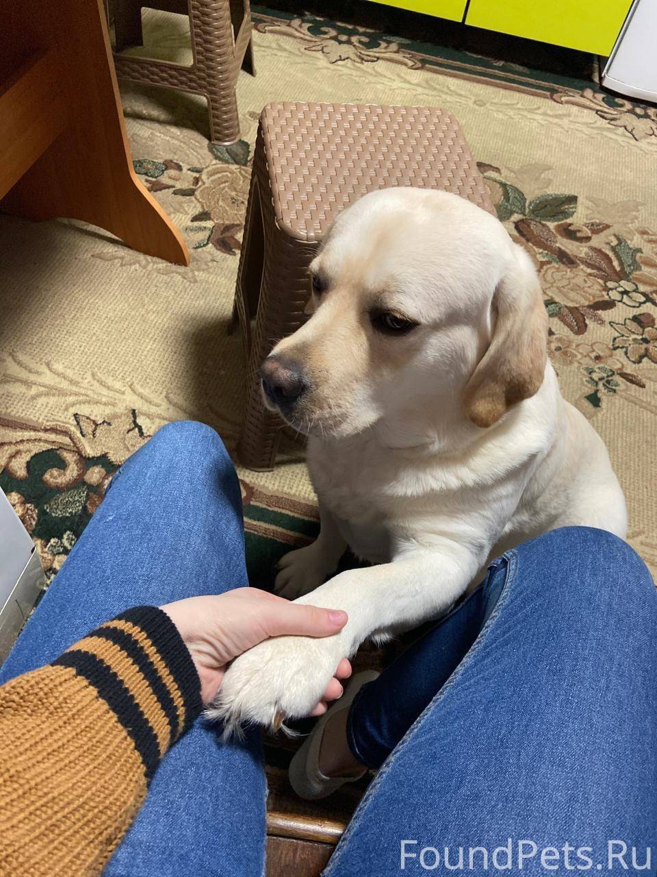 Пропала собака, лабрадор, на о...