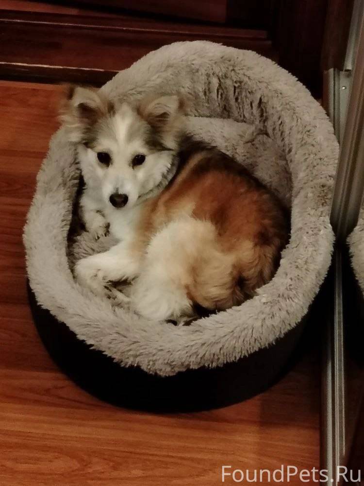 Пропала собака вчера в районе ...