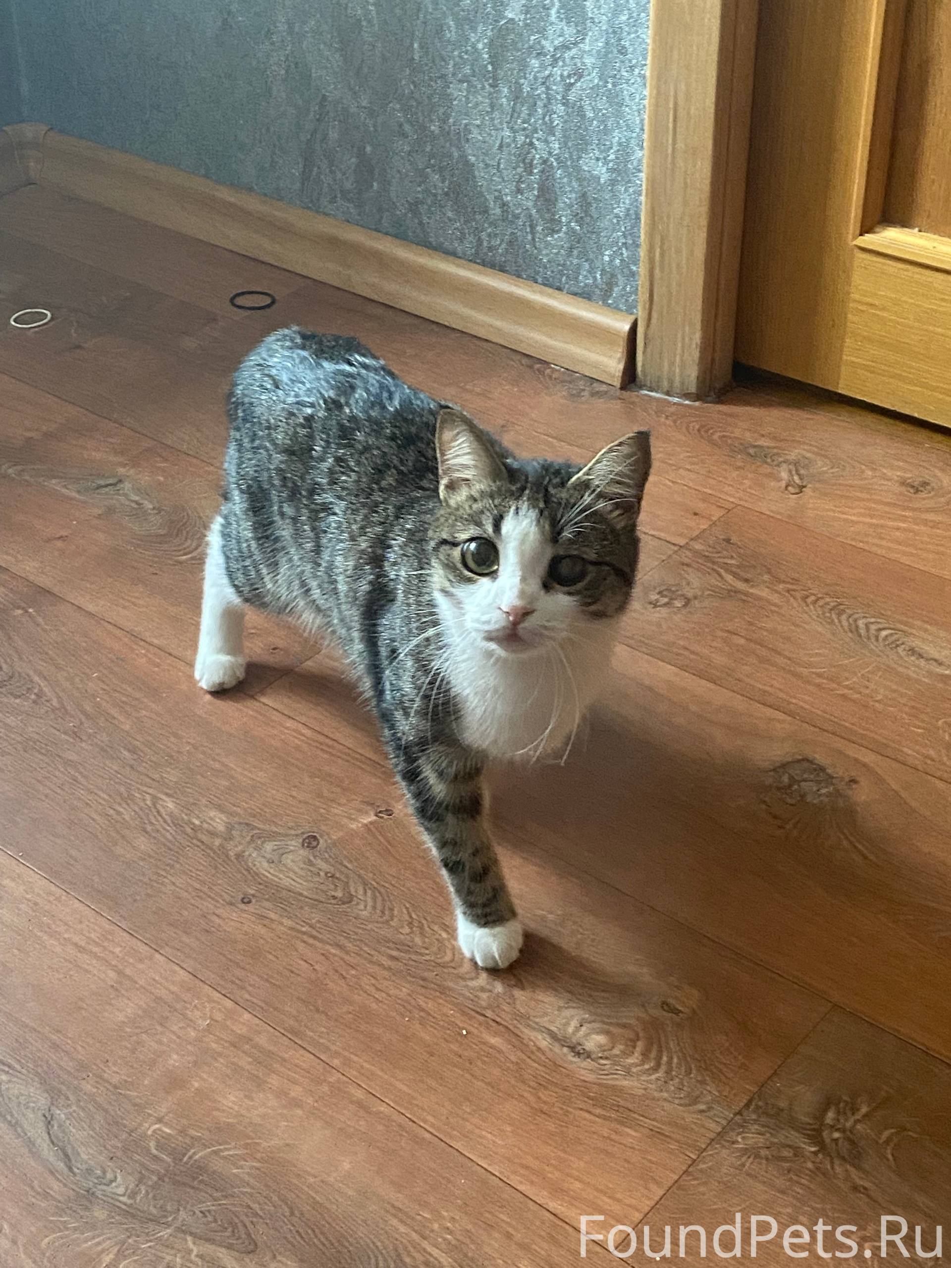 Здравствуйте. Пропал котенок, ...