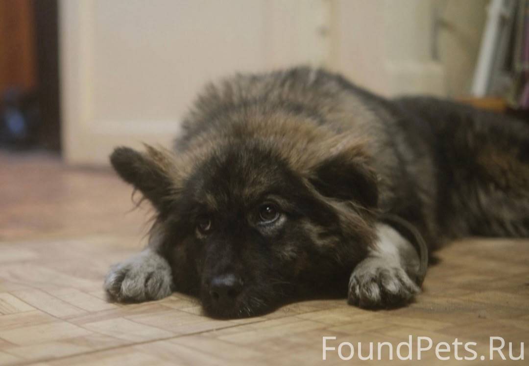 Найдена собака (район: останов...