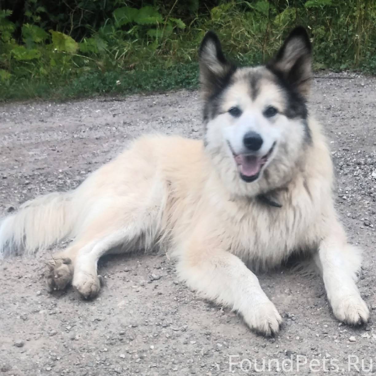 ВНИМАНИЕ! ПРОПАЛА СОБАКА! Наш ...