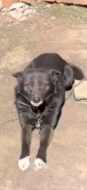 Пропала собака в районе Гоголе...